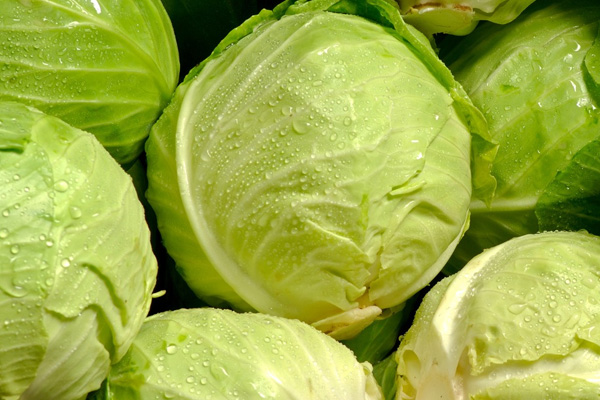 Cabbage